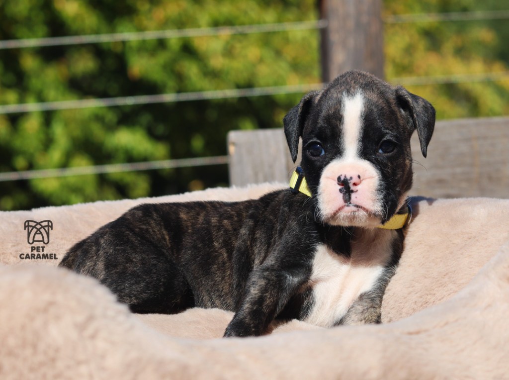 Boxer Puppy for Sale brindle white marks akc registered