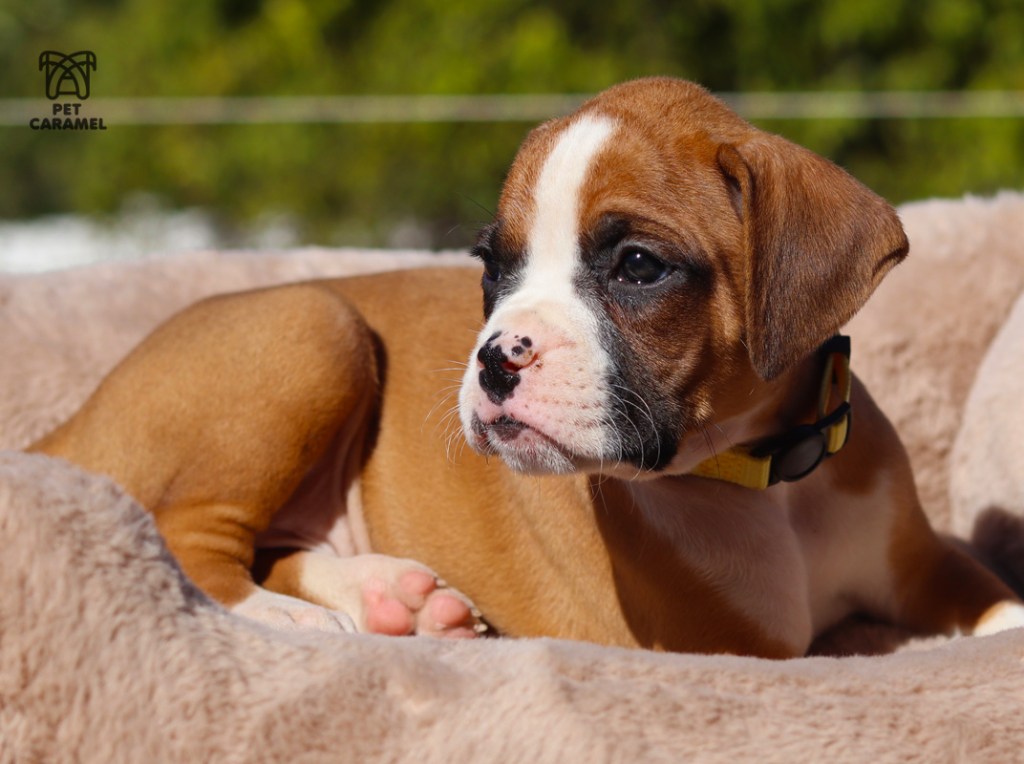 boxer female for sale in california