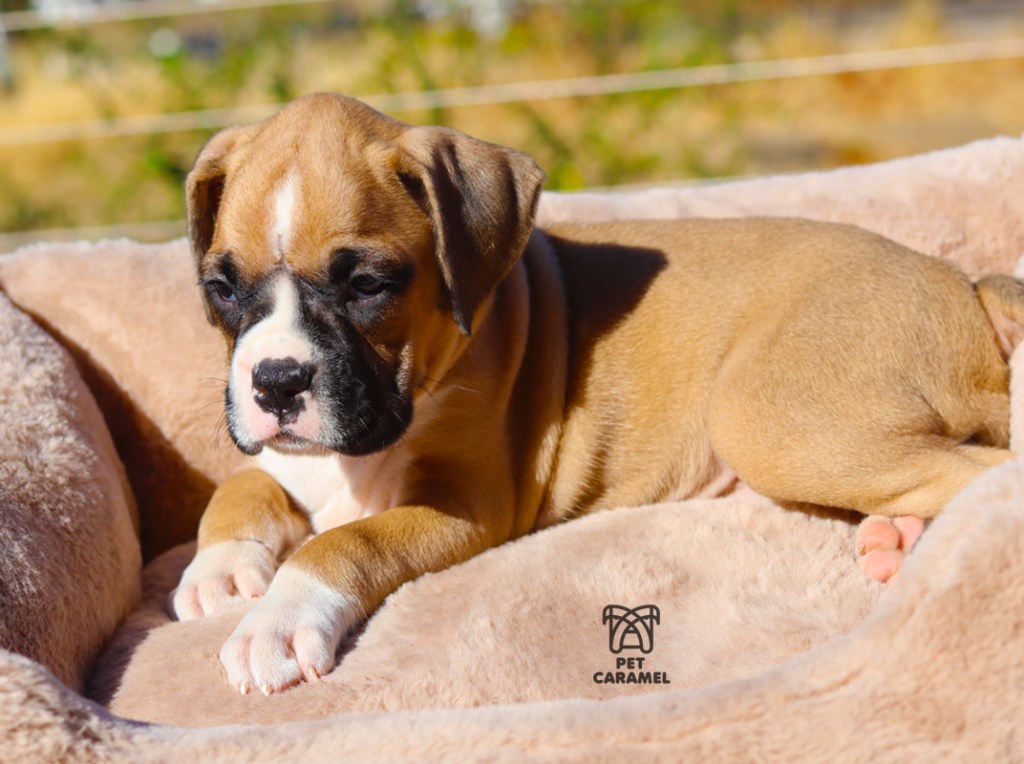 Boxer Puppy for Sale