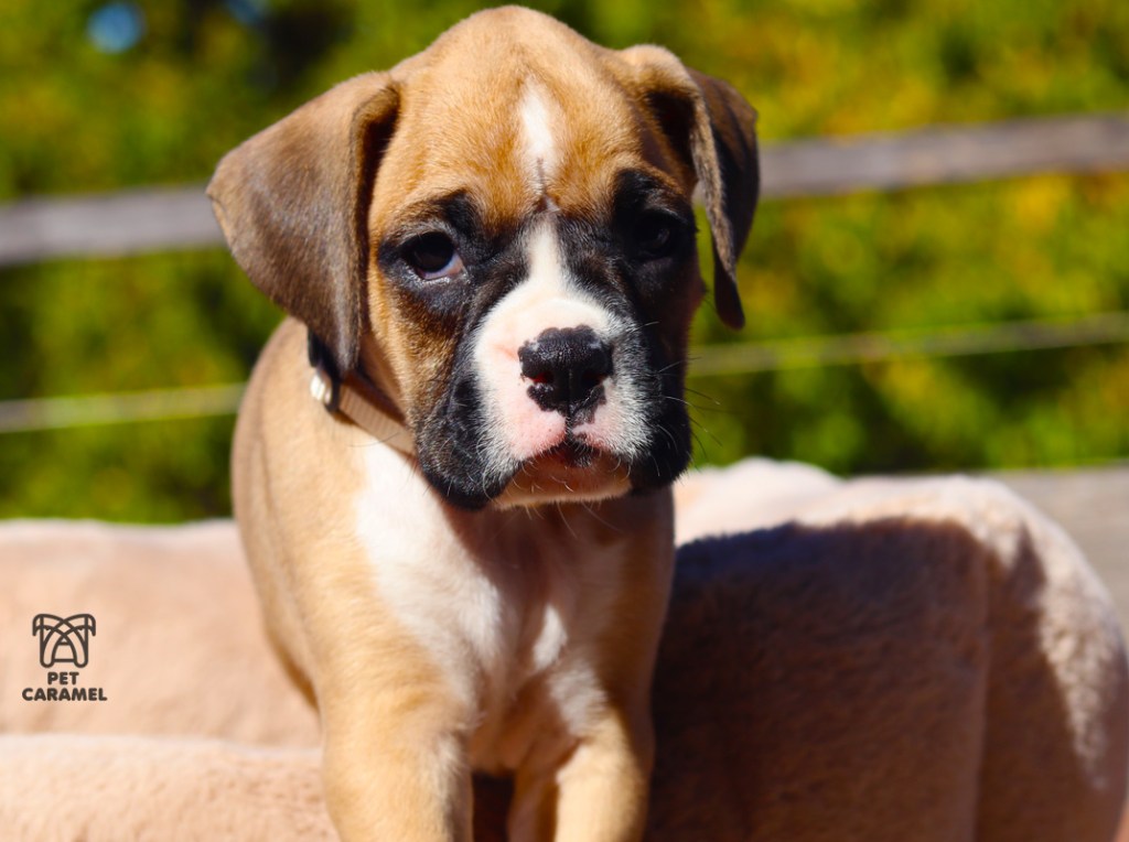 Boxer Puppy for Sale
