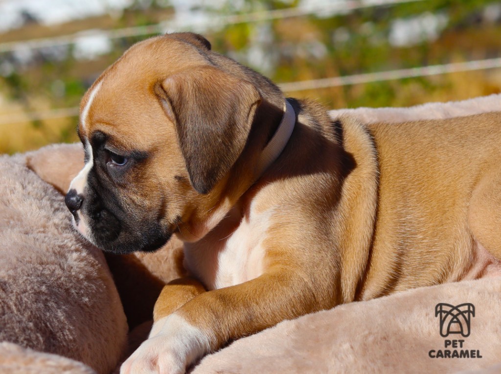 Boxer Puppy for Sale