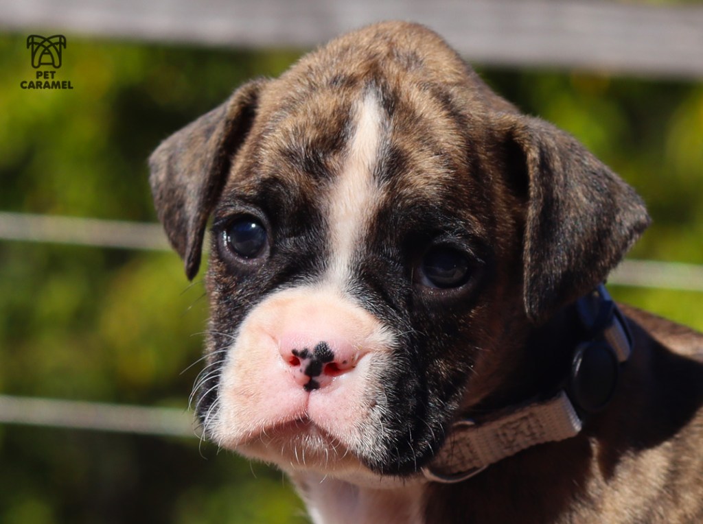 boxer brindle male puppy for sale AKC