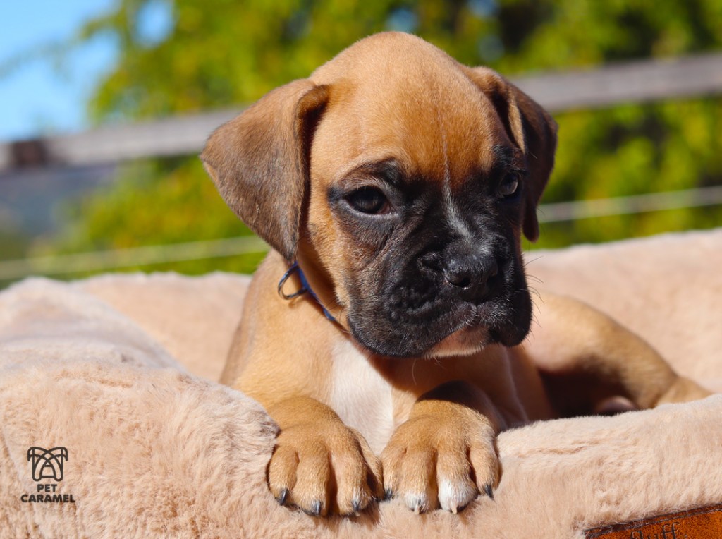 Male Boxer Puppy white black mask for sale