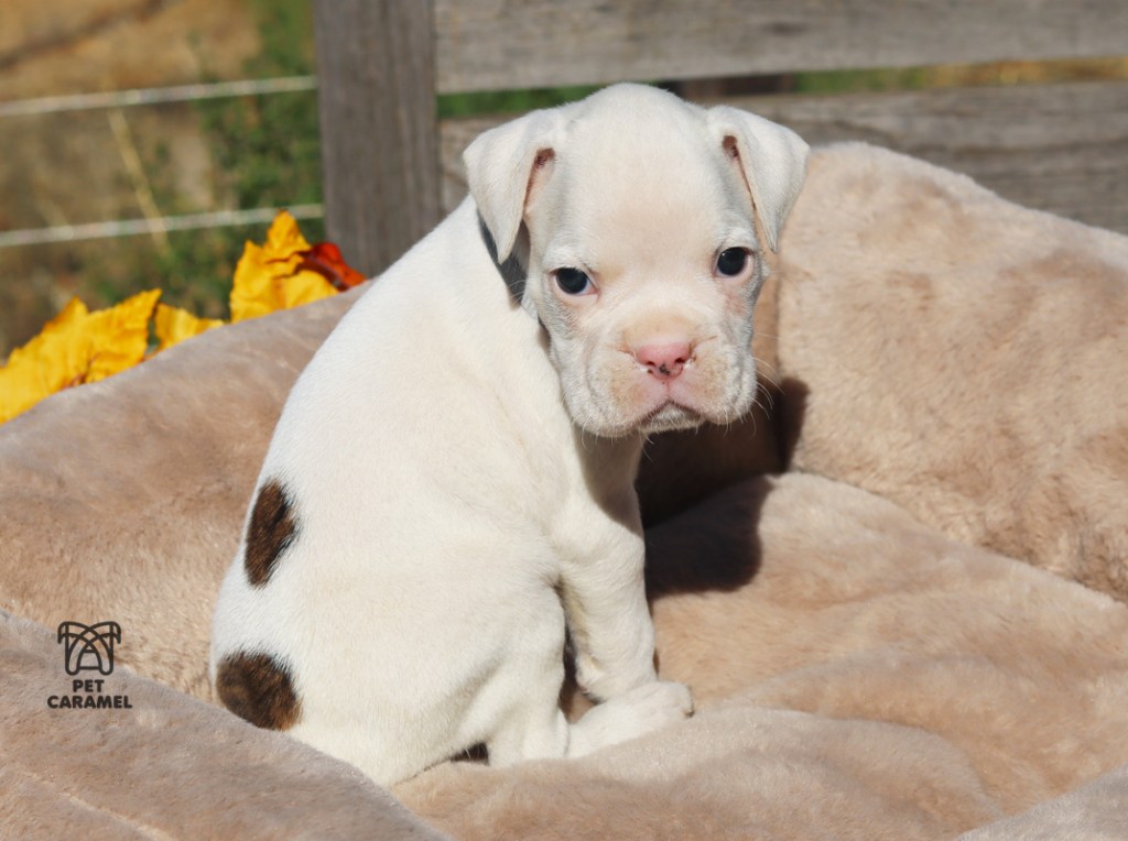 Boxer Puppy white with spots for sale
