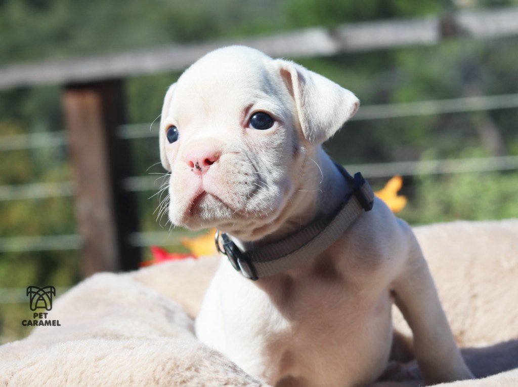 cute white boxer puppy with marks