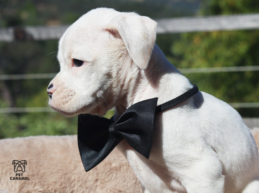 Boxer white for sale with a black tie
