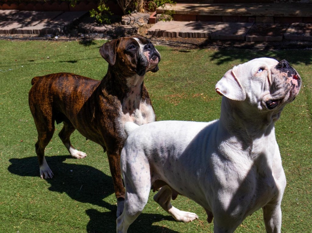 two females european dogs