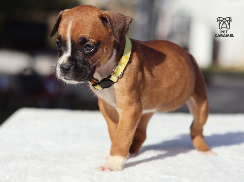 female fawn puppy for sale california