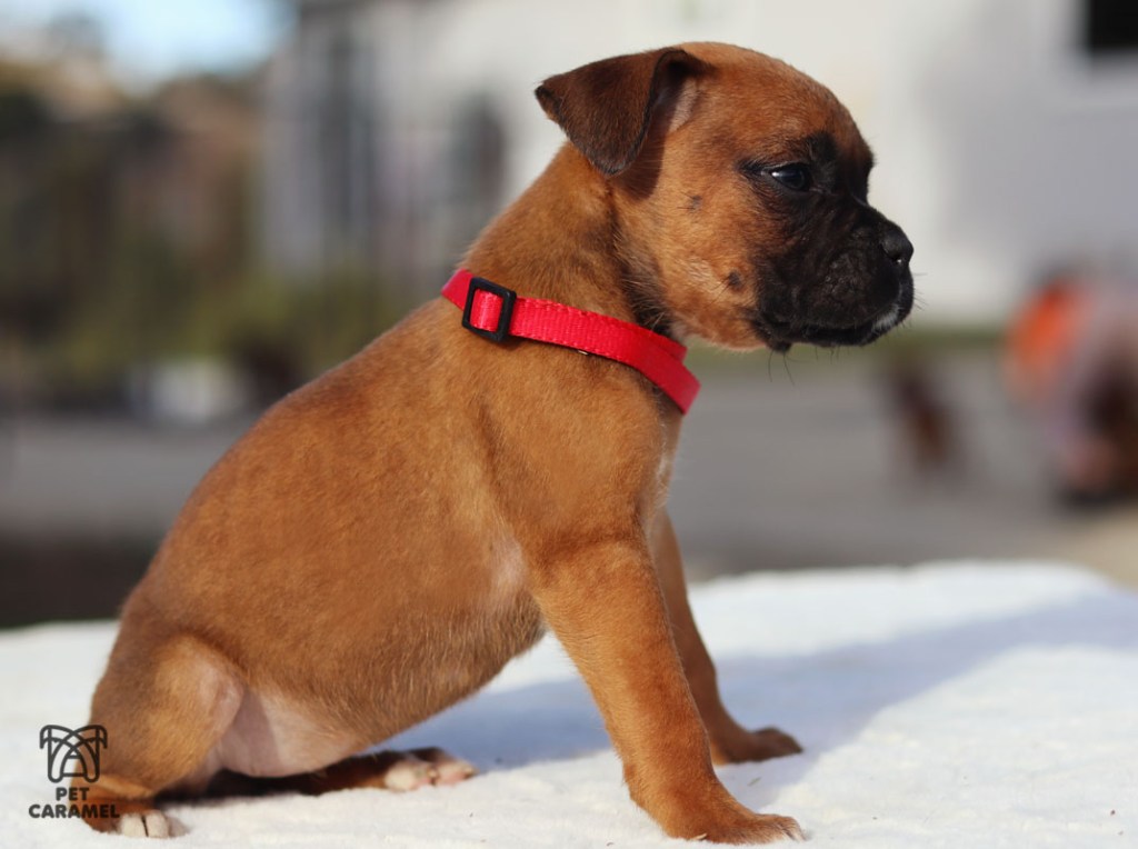 female fawn puppy for sale