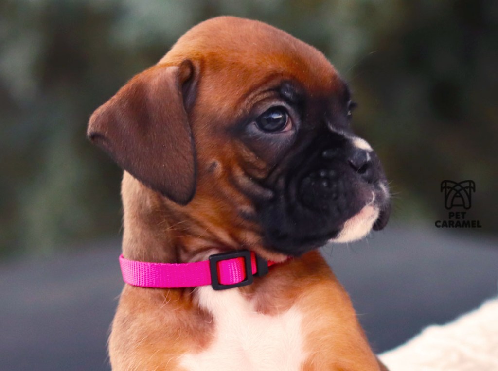 Female Boxer Puppy Fawn for Sale