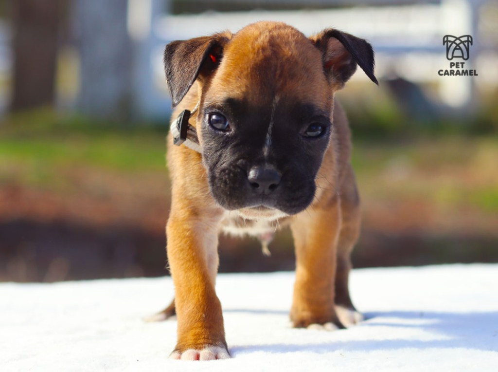 Boxer Fawn puppy color mahogany black mask for sale in California Bay Area