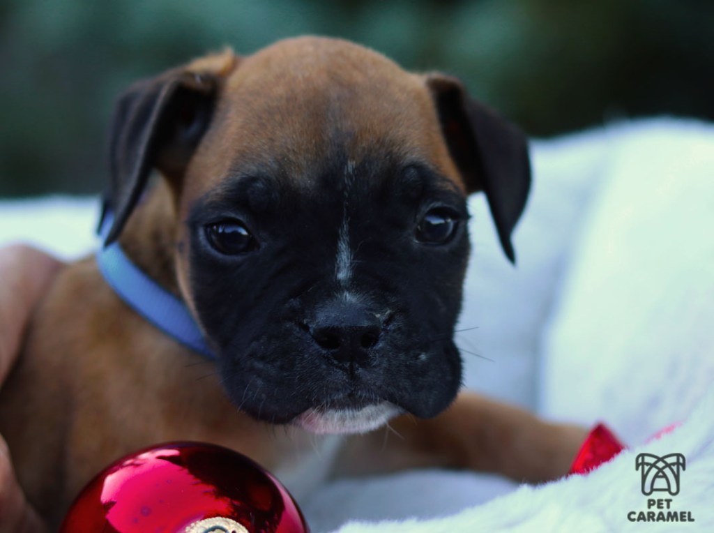 Male fawn black mask