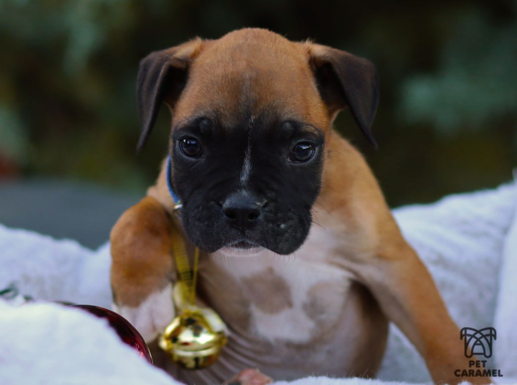 male puppy boxer