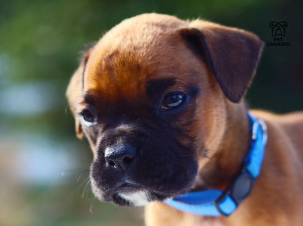 BOXER FAWN FOR SALE IN CALIFORNIA