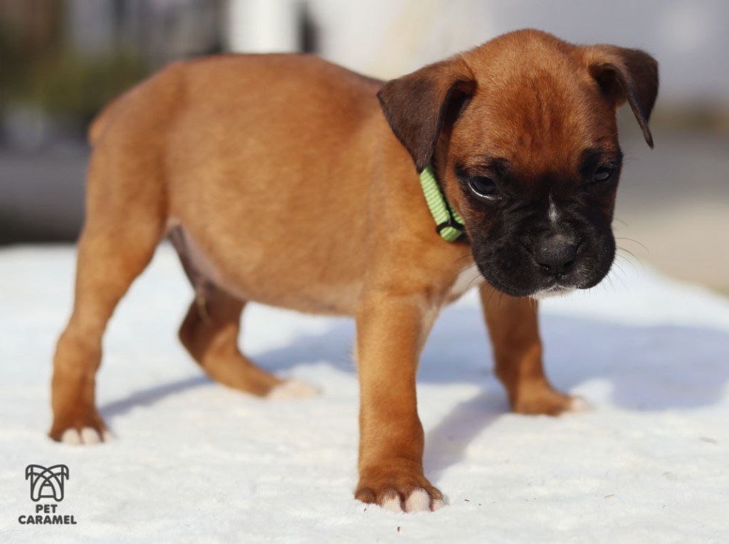 Boxer Fawn puppy color mahogany for sale in California