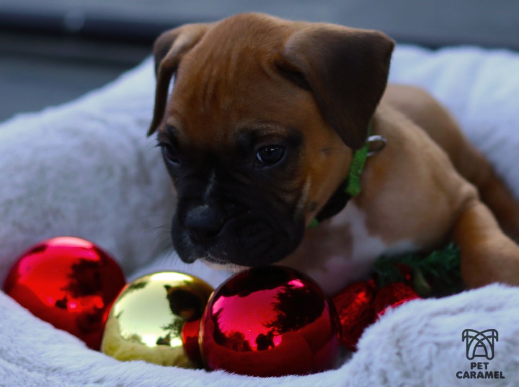 Boxer Puppy for sale