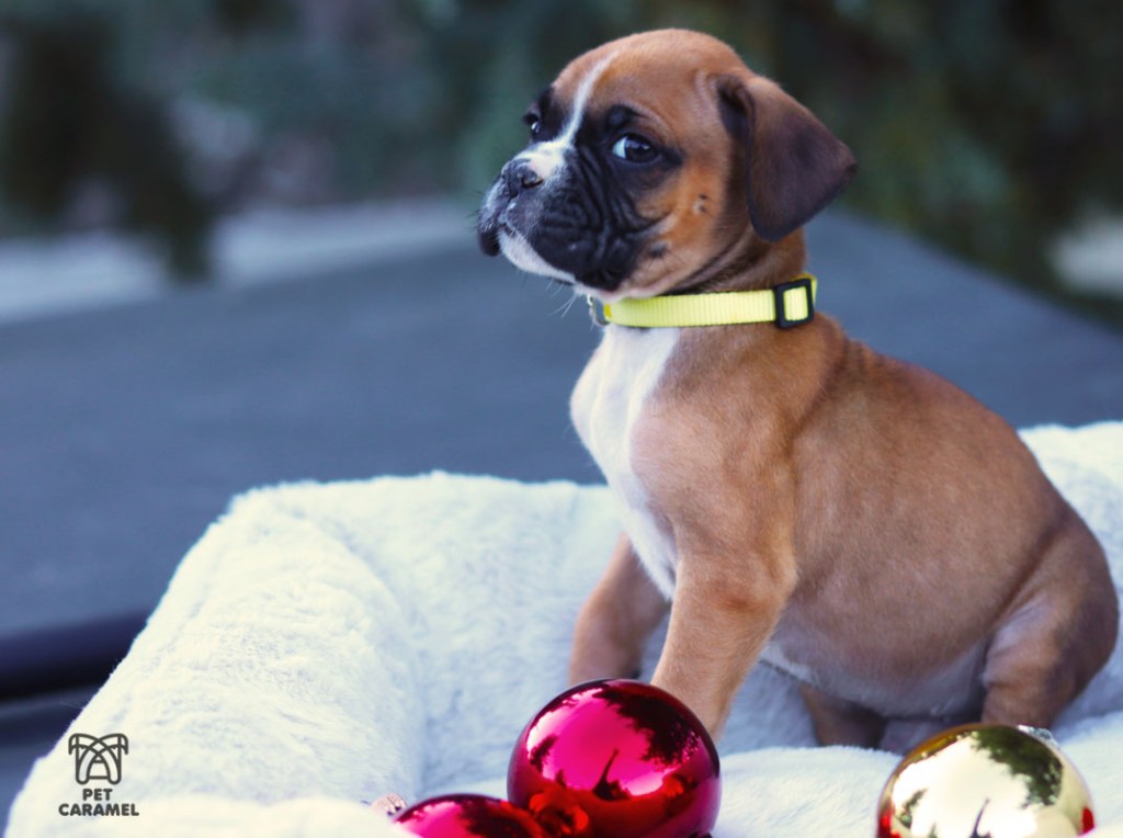 Male Fawn puppy for sale in california