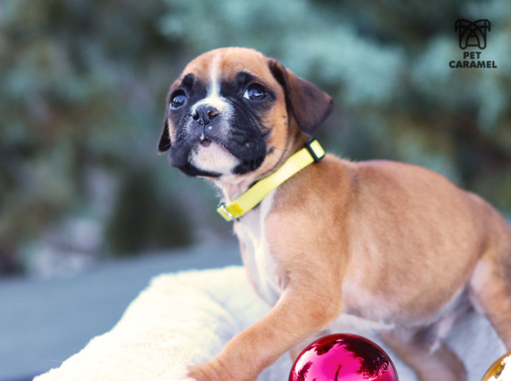 What is the price of a male fawn in California?