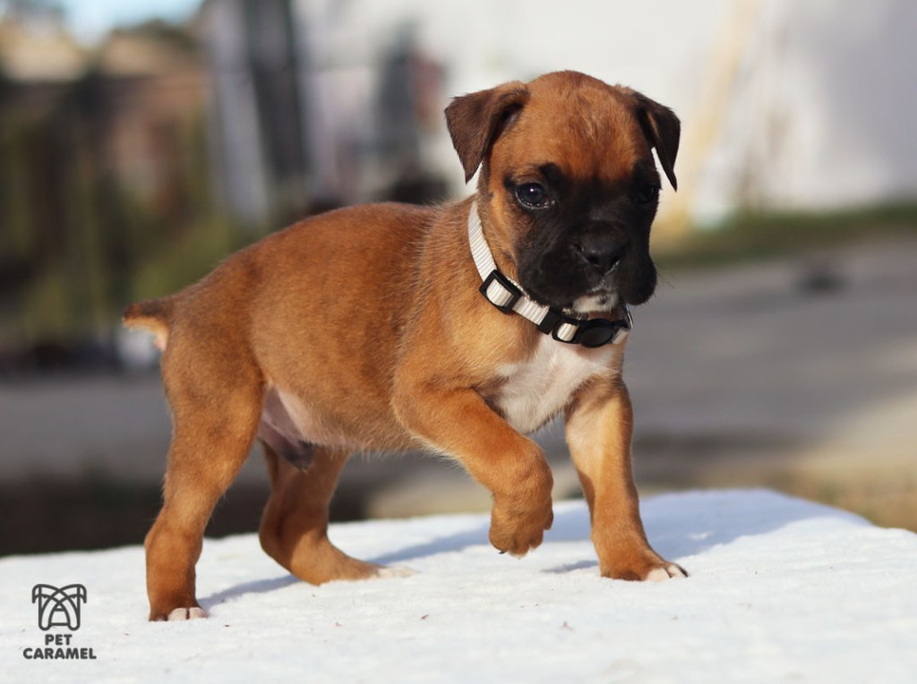 Male Boxer puppy fawn for sale