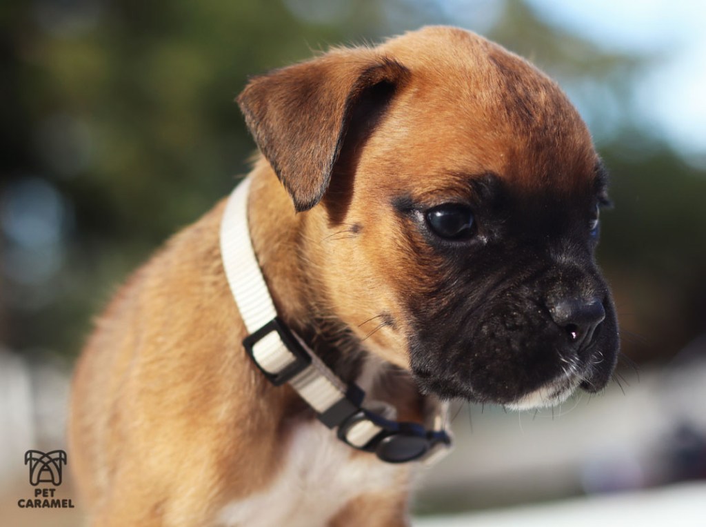 Male Boxer puppy fawn for sale near sacramento