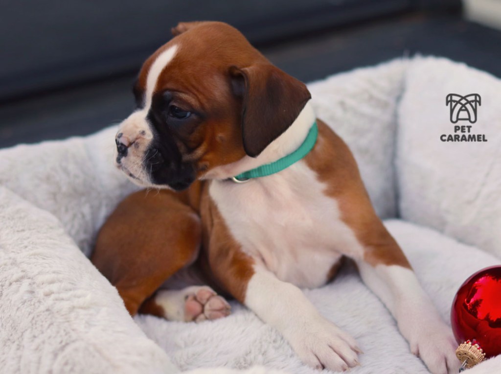 Boxer Puppy for sale in California
