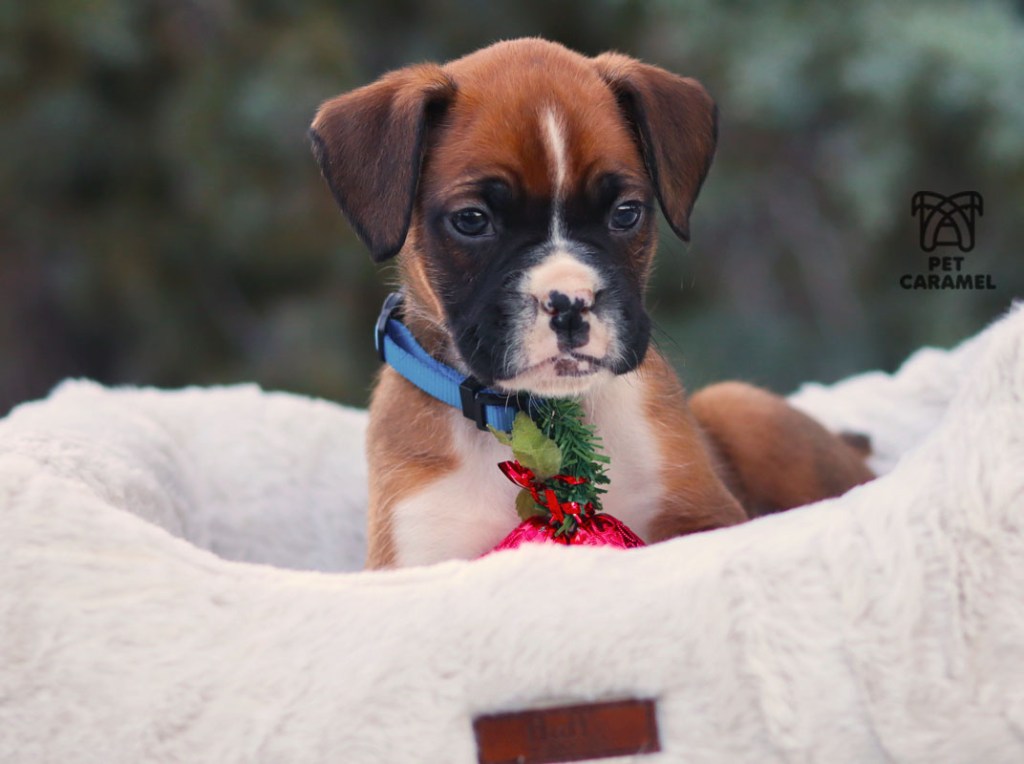 Male boxer puppy for sale in California