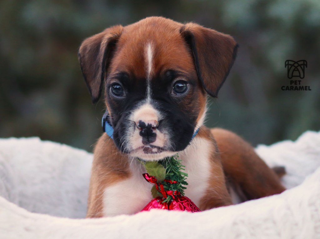 Boxer MALE PUPPY FOR SALE