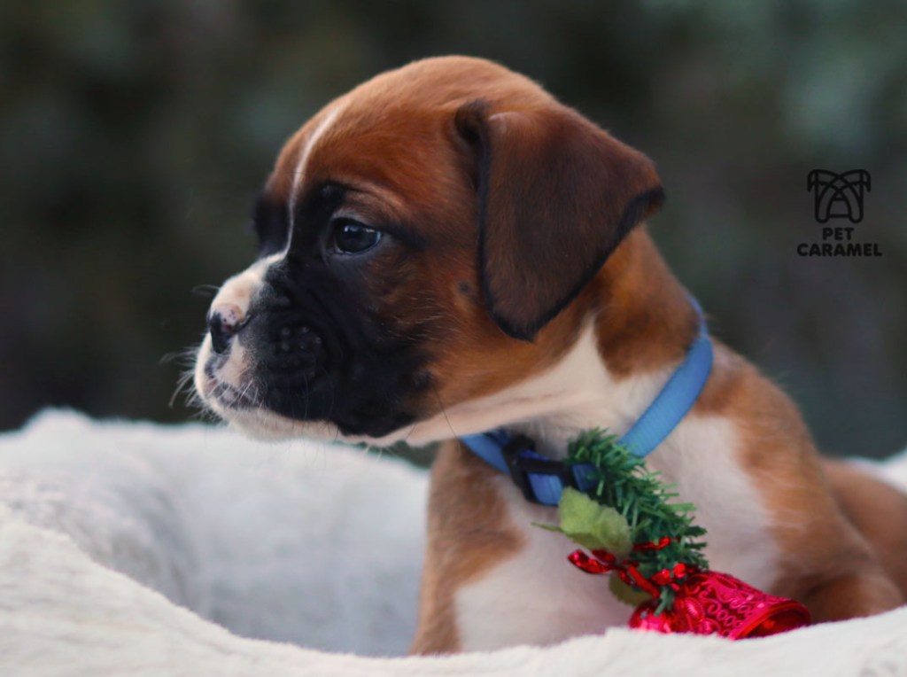 Male boxer puppy for sale in Los Angeles