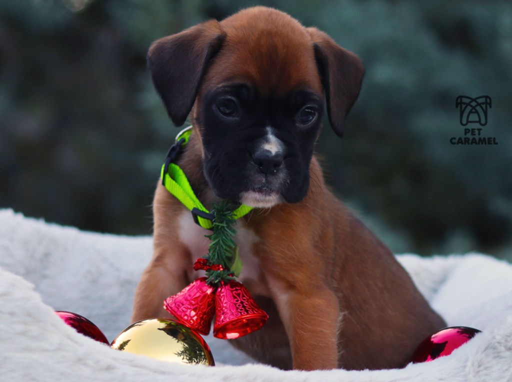 Christmas puppy gift boxer puppy