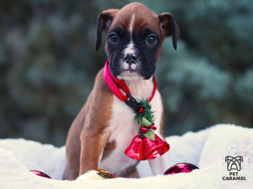 Cute puppy for sale Christmas