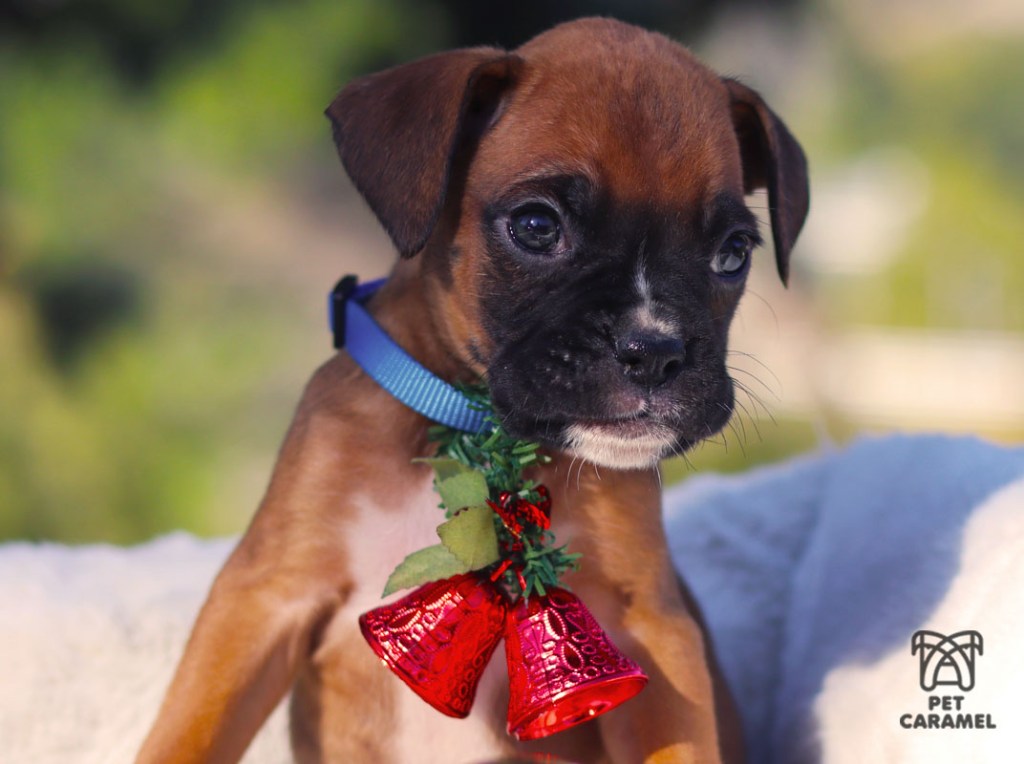 Male Boxer Puppy for Sale Mahogany color in Bay Area
