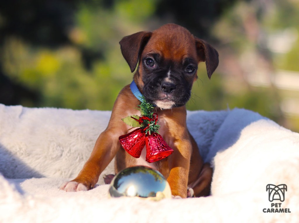 Cute Boxer Puppy for Sale