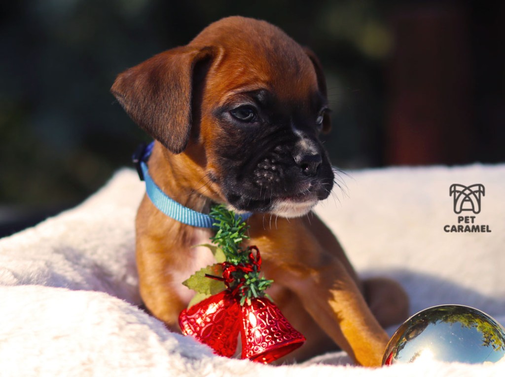 Male fawn for sale in California Bay AREA