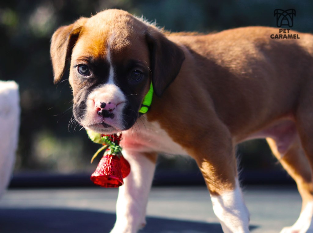 Fawn Puppy male with White marks