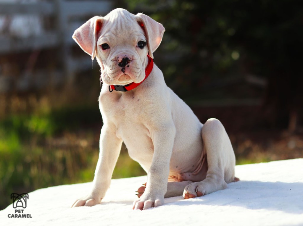 White boxer puppy for sale AKC