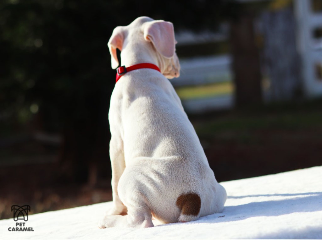 wHITE BOXER PUPPUY FOR SALE akc