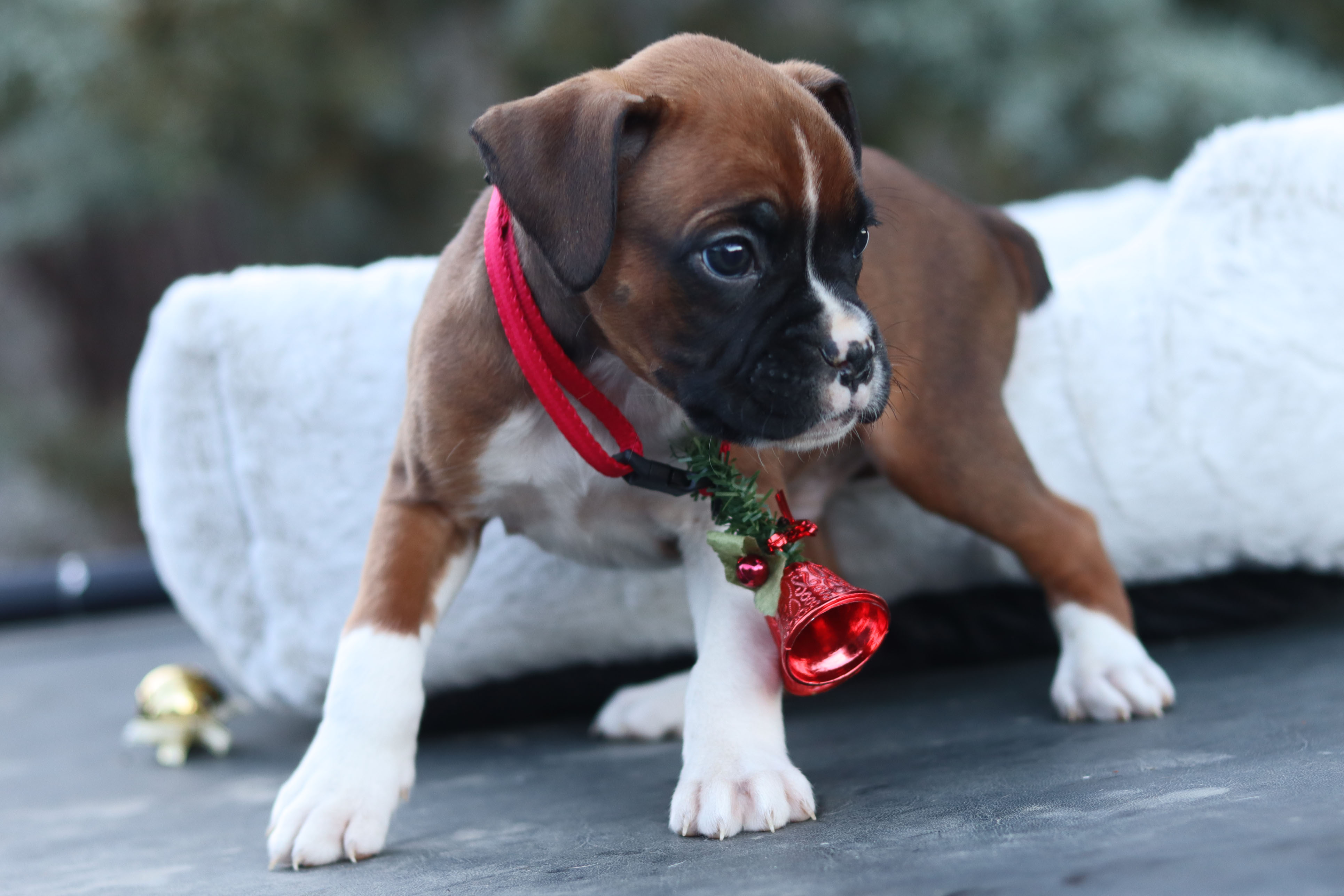 Boxer Puppy for sale in California