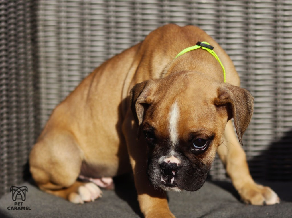 beautiful boxer puppy male for sale