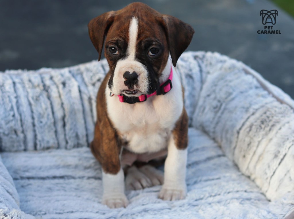 female brindle boxer