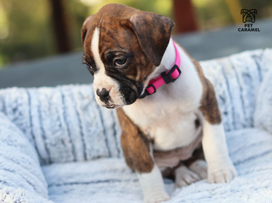 female brindle boxer for sale in california
