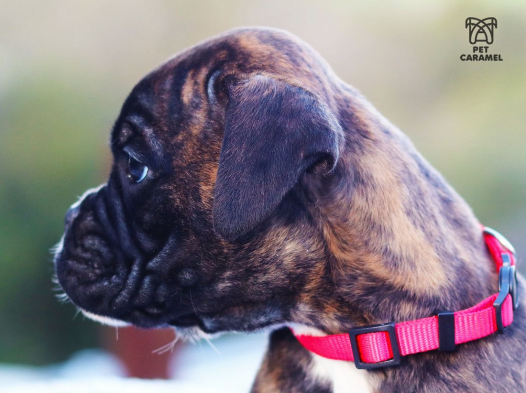 Female Boxer puppy for sale in California Brindle
