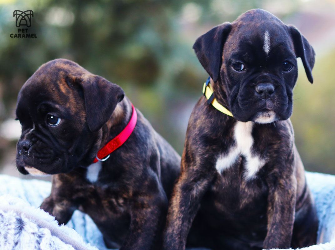 2 Brindle Females puppies for sale