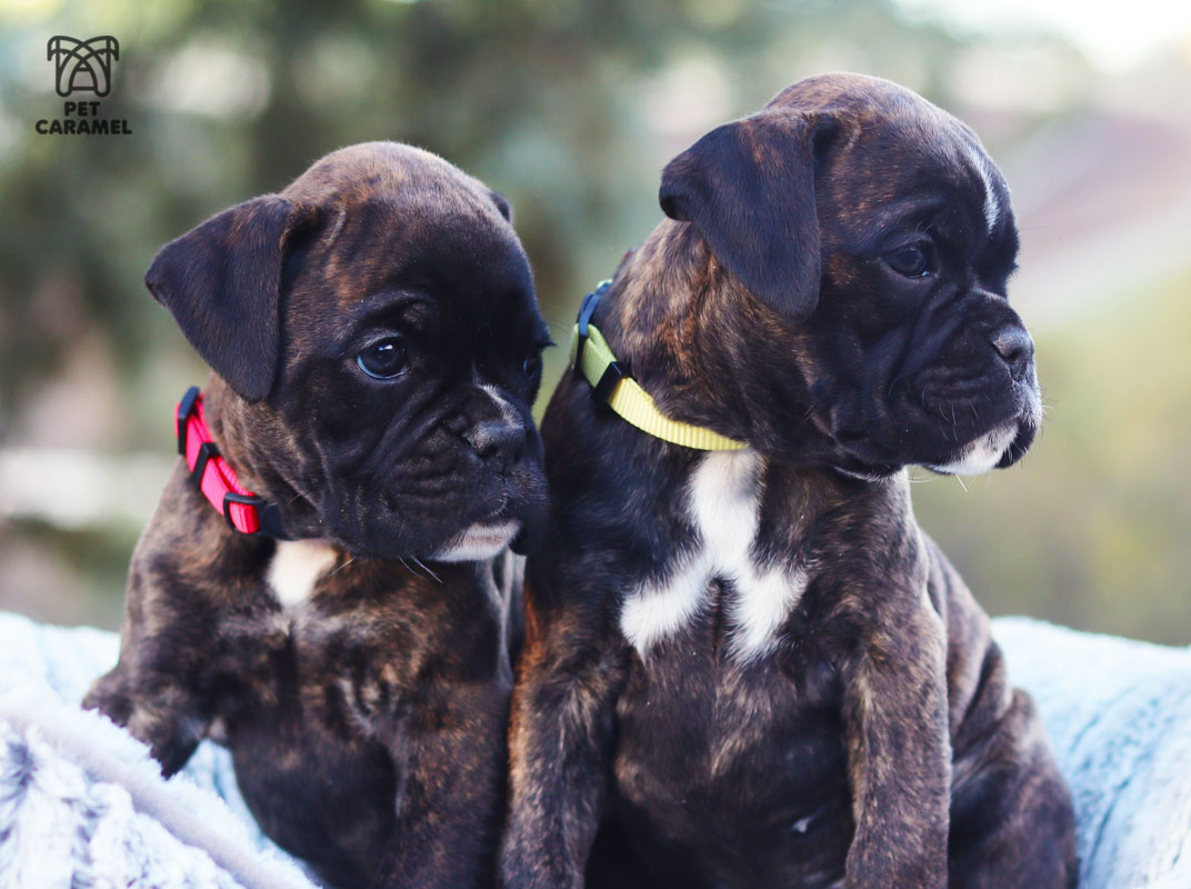 cute puppies for sale in california