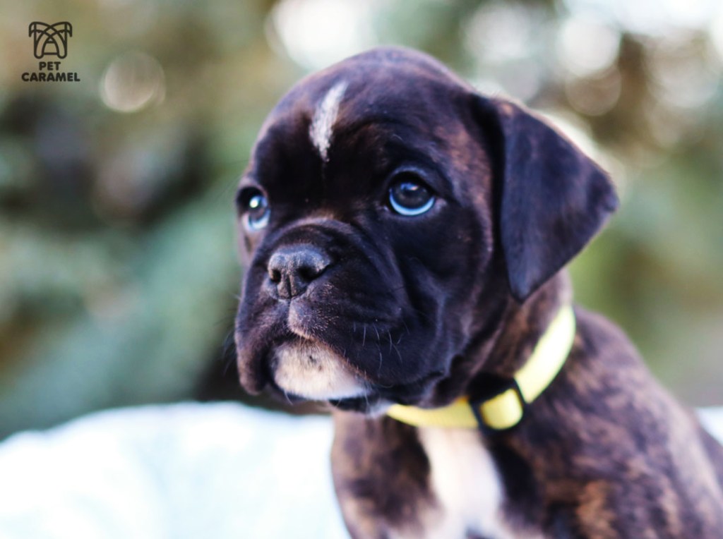 Boxer puppy for sale in California