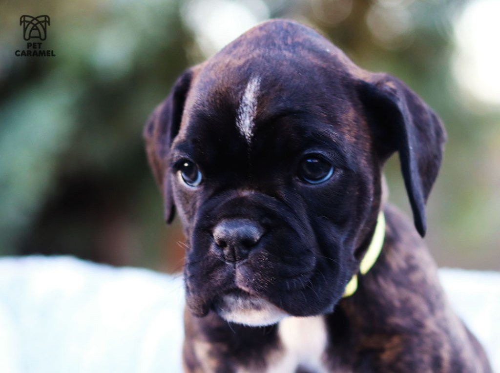 Boxer puppy for sale in San Francisco
