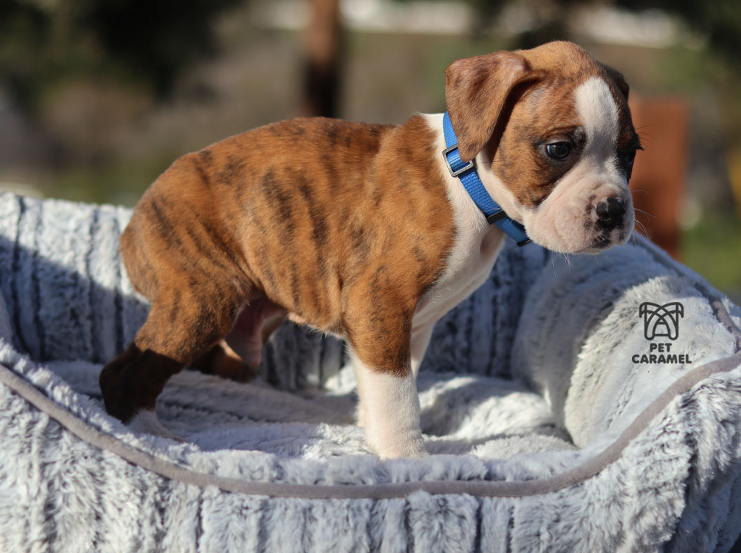 male boxer puppy available in california