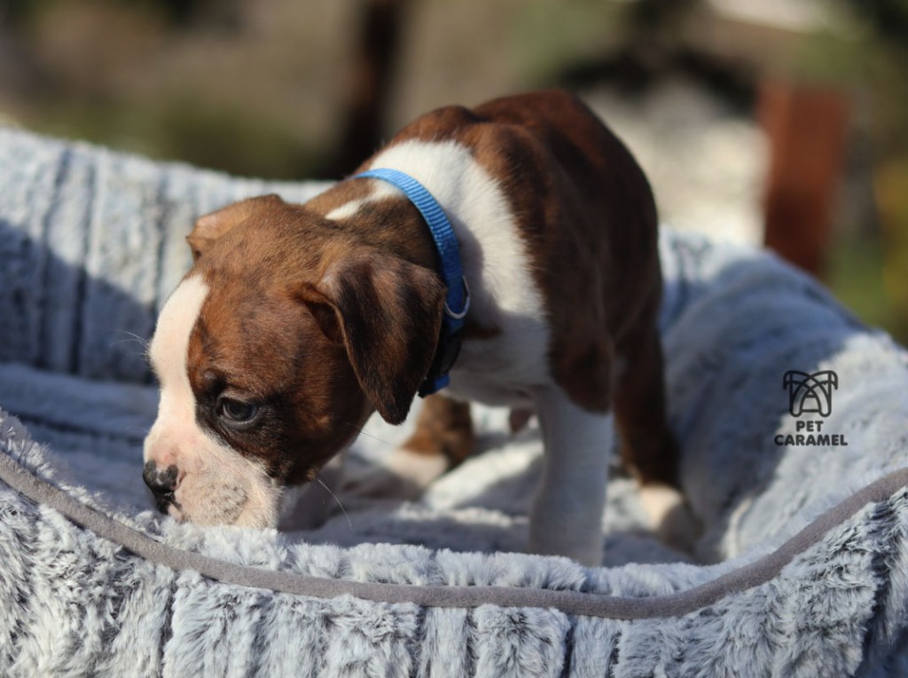 male boxer puppy available for sale AKC price