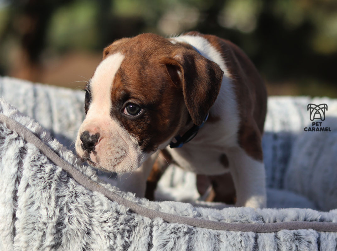 male boxer puppy available for sale AKC