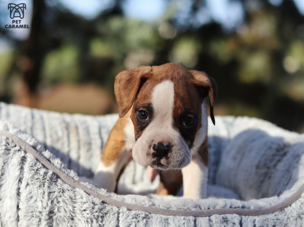 male boxer puppy available in concord 