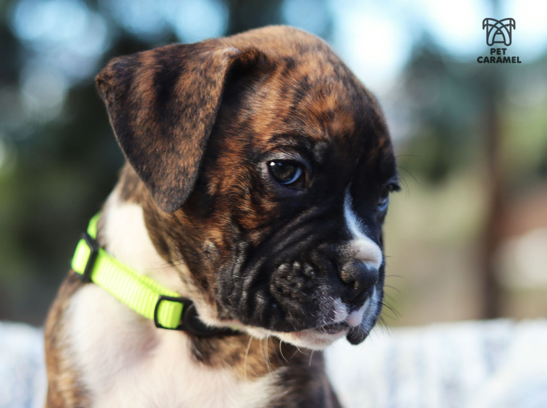 Male brindle boxer puppy for sale in california